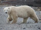 Churchill+manitoba+climate+graph